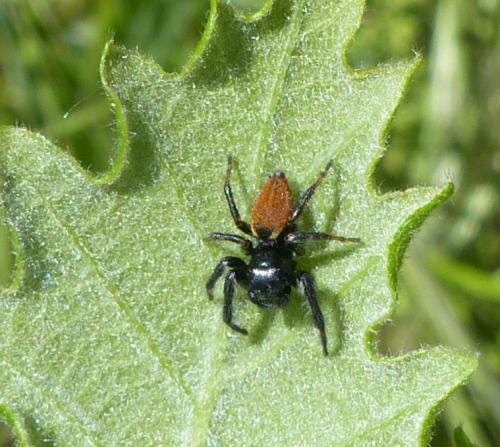 Carrhotus xanthogramma